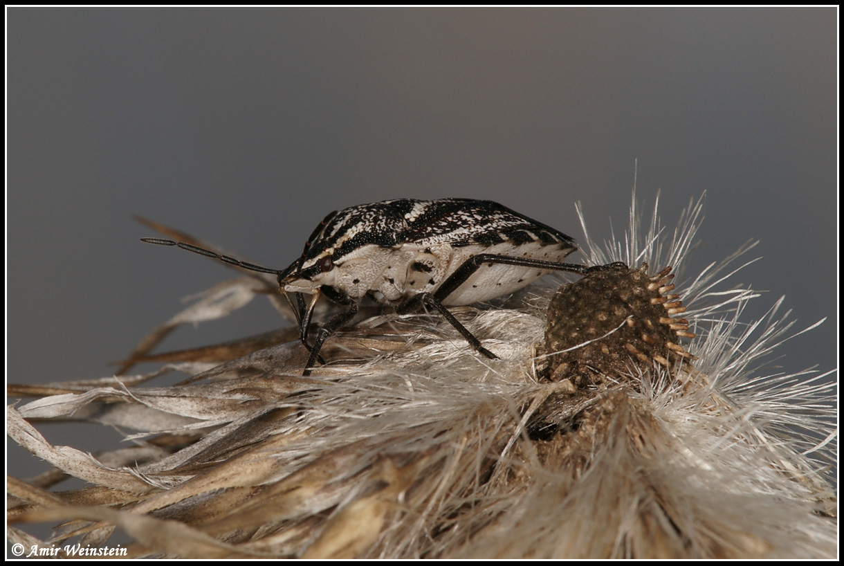 Heteroptera d''Israele - Pentatomidae: Codophila maculicollis